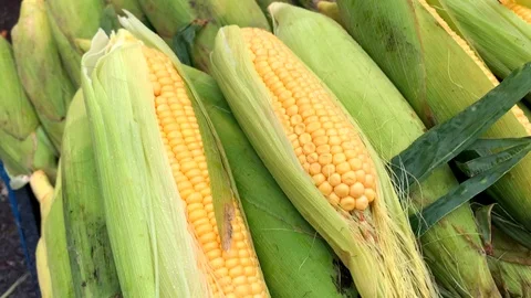 Torn ears of natural corn lie in a wooden box Stock Footage 118430767