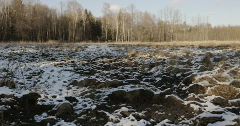 Torn earth through wild boars in the meadow, 4K Stock Footage 170586823