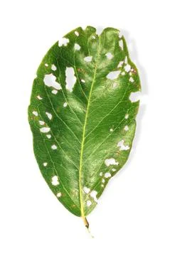 Torn green leaf isolated on white background, worm pests eat the leaves Stock Photos