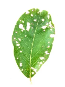 Torn green leaf isolated on white background, worm pests eat the leaves Stock Photos
