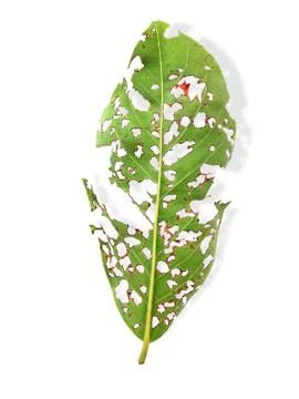 Torn green leaf isolated on white background, worm pests eat the leaves Stock Photos