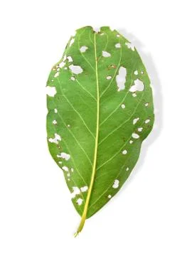 Torn green leaf isolated on white background, worm pests eat the leaves Stock Photos