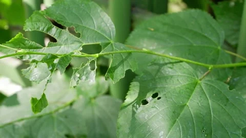 A torn green leaf moves in the wind. Branch of a tree. Stock Footage 155682150