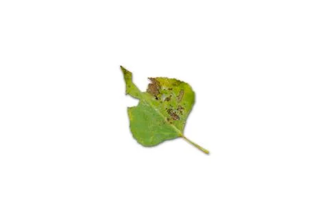 Torn leaf on a white background Fotos Stock