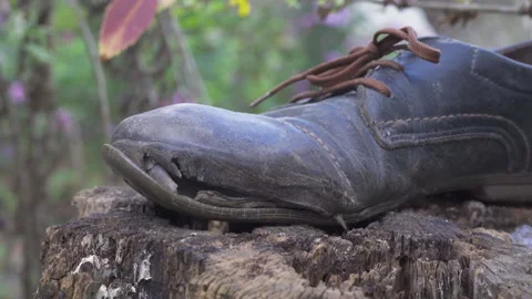 Torn old shoes close-up Stock Footage 269678125