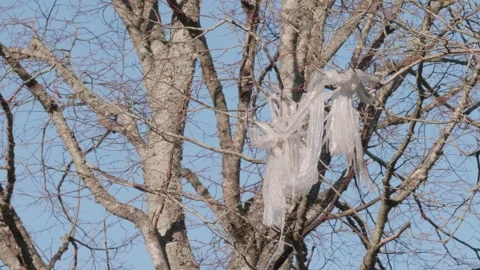 Torn Plastic Hanging in a leafless tree with blue sky background, Tilt Up Video stock 250085675