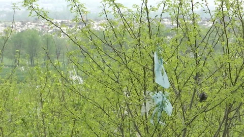 Torn platic bag on the tree Stock-Footage 88651777
