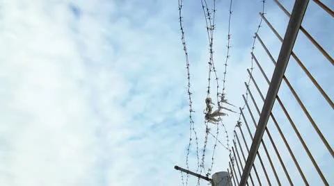 Torn rags on barbed wire Stock Footage 10594533
