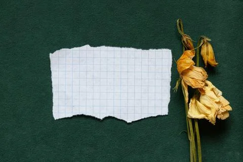 A torn sheet of white checkered paper lying on emerald velour and next to i.. Stock Photos