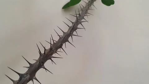 Torn time lapse 動画素材 195221549