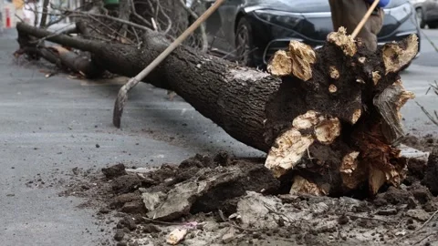 Torn tree felt on a sidewalk after heavy wind storm in the city Video stock 306098689