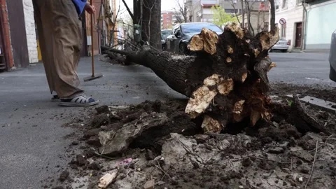 Torn tree felt on a sidewalk after heavy wind storm in the city 스톡 동영상 306098704