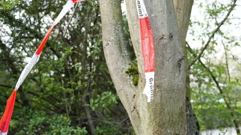 Torn warning barrier tape hanging in tree, Corona Virus lockdown 4k 60fps Stock Footage 140591919