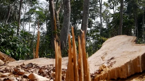 Torn wood log in forest Stock Footage 80555147