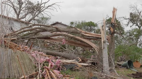 Tornado aftermath - large trees snapped Stock Footage 60781831