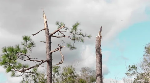 Tornado aftermath - trees snapped in half Stock Footage 60782209