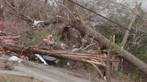 Tornado aftermath - Trees snapped in two Stock Footage 60794446