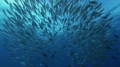 Tornado of bigeye jack fish on a reef in the clear water of the pacific ocean Stock Footage 84800531
