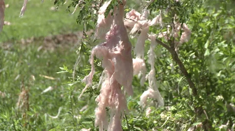 Tornado Debris Hangs from Tree Banches after Disaster Stock Footage 54715049