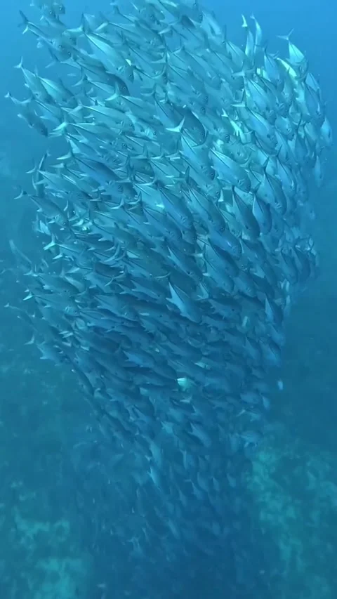 Tornado fish in the sea Stock Footage 319751964