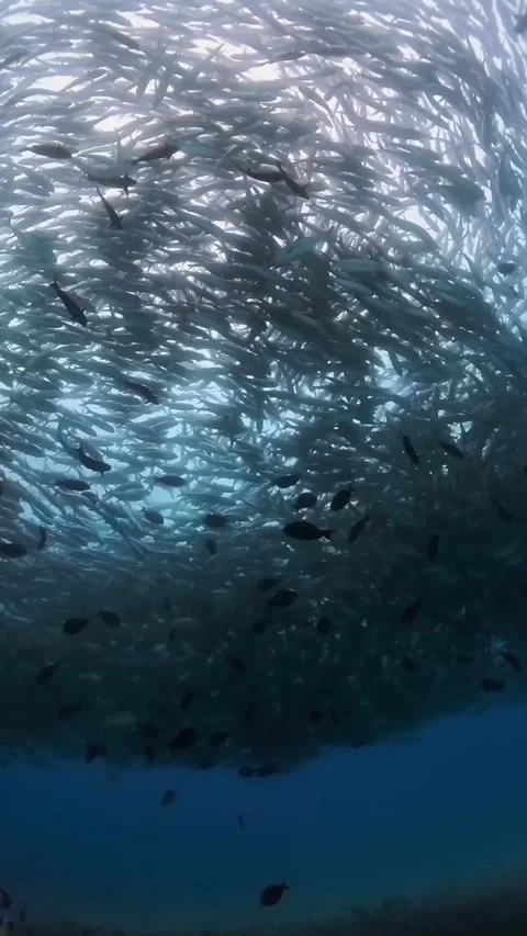 Tornado fish in the sea Video stock 329930217