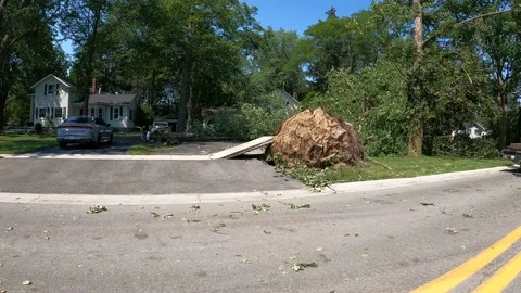 Tornado Storm Damage Downed Tree Video stock 228640382
