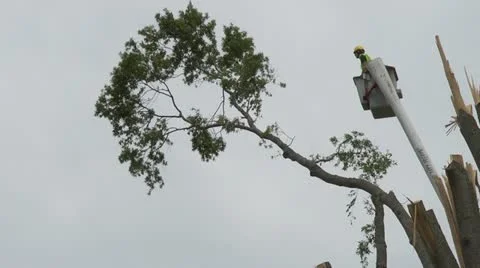 Tornado tree trimming Video stock 11823970