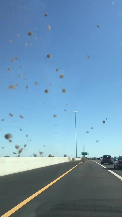 Washington man gets caught in a 'tumbleweed tornado': video