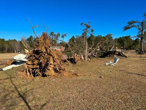 Tornado wind damage to massive tree Foto stock