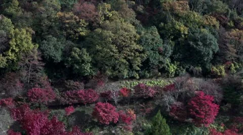 Torokko Train In Arashiyama Stock Footage 21433560