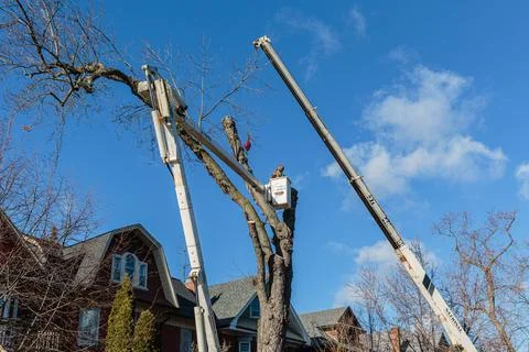 Toronto - Arborists at Work In An Urban Setting Cutting Down A Tree. Stock Photos