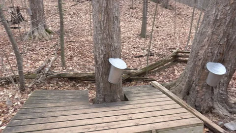 Toronto, Canada April 5 2026 Old fashioned Maple syrup harvest Stock Footage 332192534
