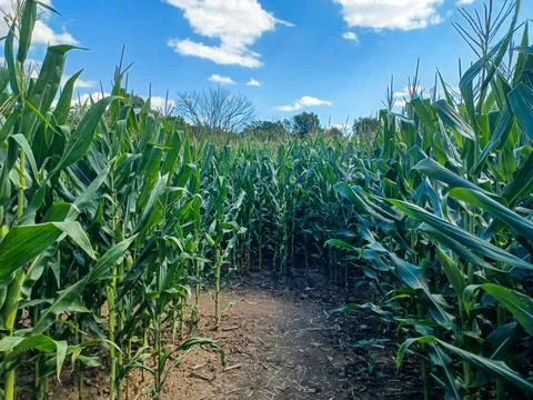 Toronto Corn Maze Path Stock Photos