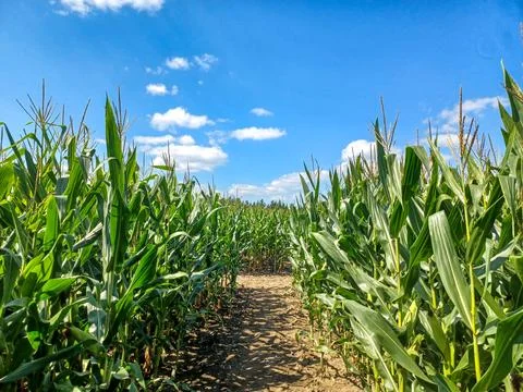 Toronto Corn Maze Path Stock Photos