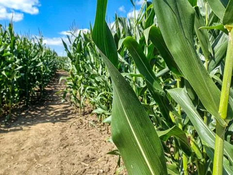 Toronto Corn Maze Path Stock Photos