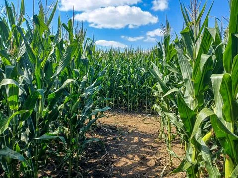 Toronto Corn Maze Path Stock Photos