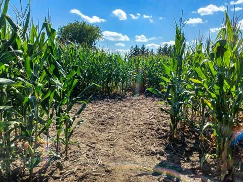 Toronto Corn Maze Path Stock Photos