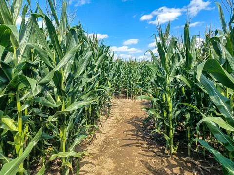 Toronto Corn Maze Path Fotos de archivo
