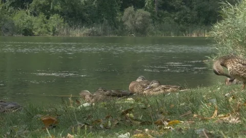 Toronto [High park] 3 Stock Footage 82752761