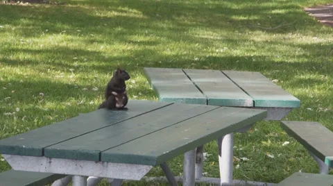 Toronto Park Squirrel Vidéo 55544971