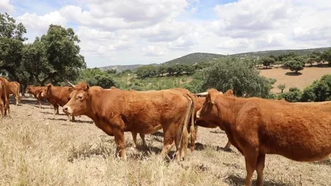 Toros y Vacas Stock Footage 202279394