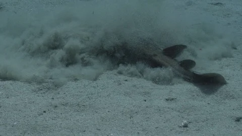 Torpedio Ray Burying itself Video stock 96868382