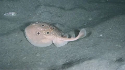 Torpedo Video stock 12528385