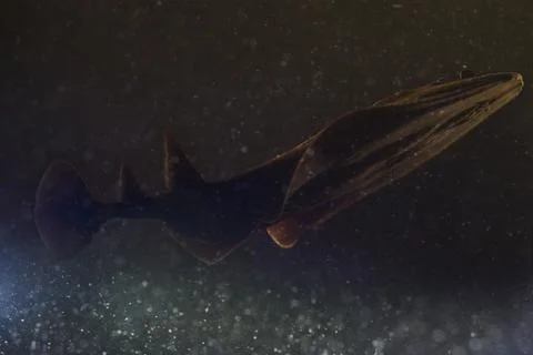 Torpedo Stock Photos