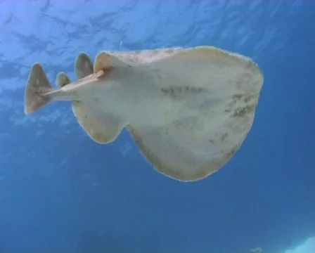 Torpedo ray - Electric ray - Underside view Stock Footage 580257