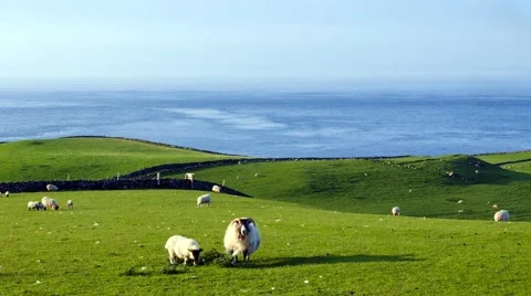 Torr head, meadow with sheep Stock Footage 64208485