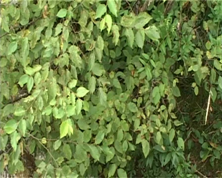 Torrent with nature Stock Footage 306448