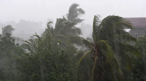 Torrential rain and high winds blowing coconut palm trees  Stock Footage 68853371