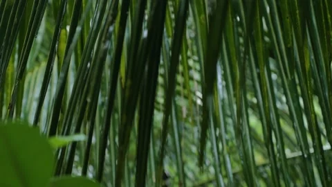 Torrential rain falling through the leaves in the forest, in the Philippines Stock Footage 235506534