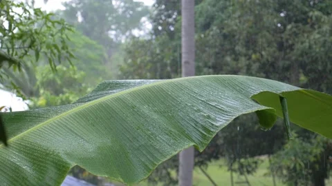 Torrential rain falls on a big leaf in the forest, in the Philippines Stock Footage 235505238